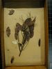 historical herbarium sample